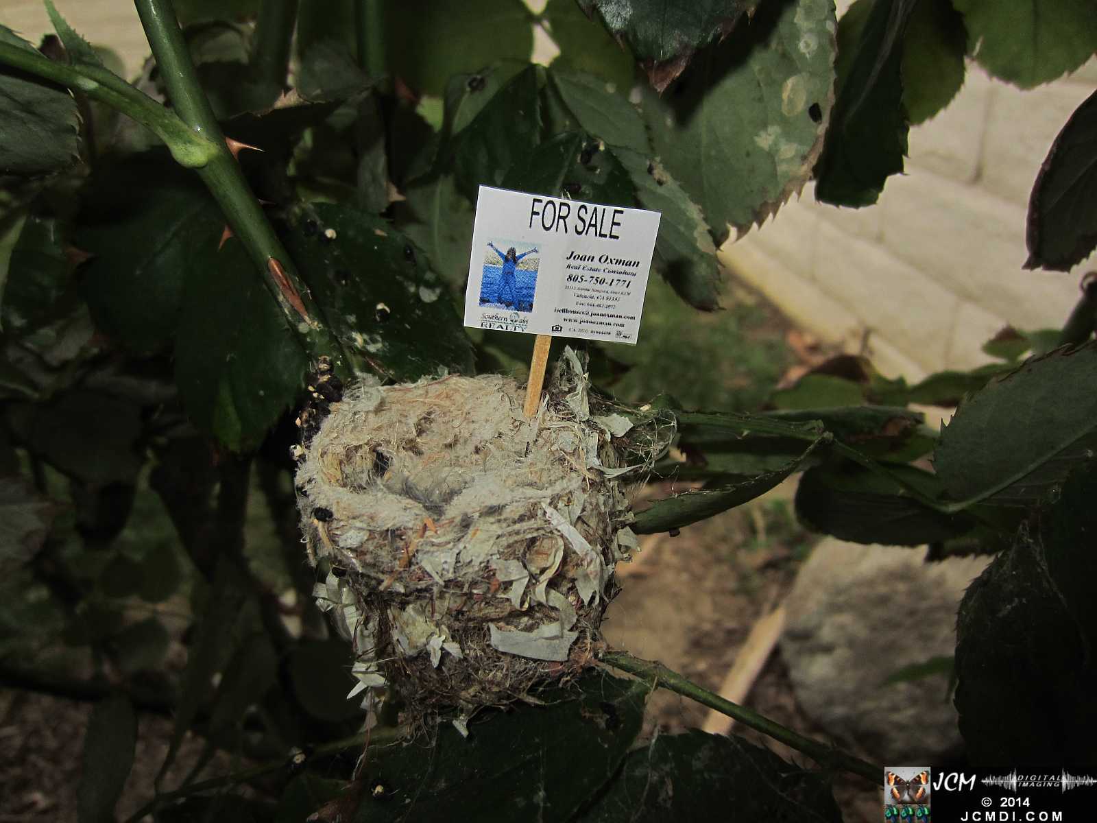 Allen's Hummingbird nest for sale cheep!